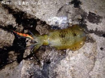 アオリイカ