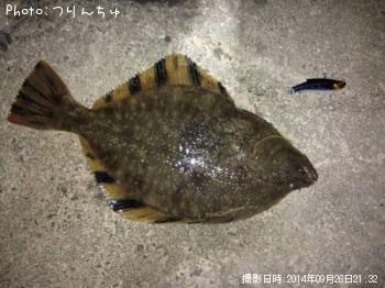 ヌマガレイ