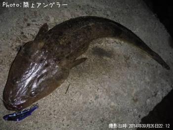 マゴチ