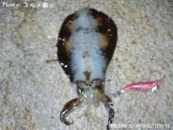 アオリイカ