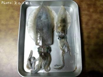 アオリイカ