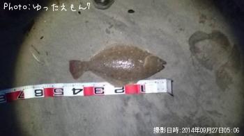 ヒラメ