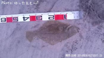 ヒラメ