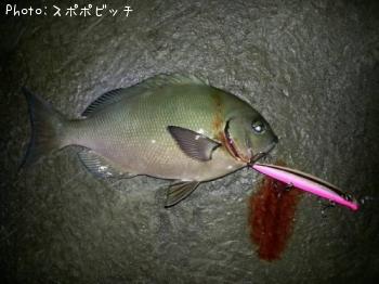 ᥸