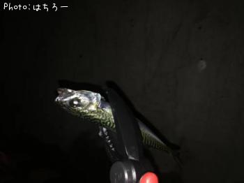 サバ
