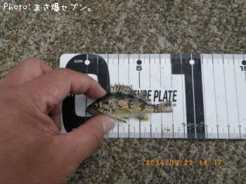 クロソイ