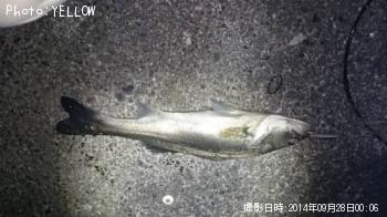 シーバス