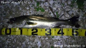 シーバス