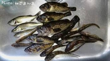 ソイ　　