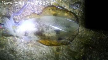 アオリイカ