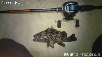 マゴチ