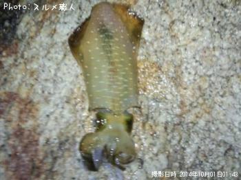 アオリイカ