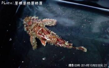 オニカサゴ