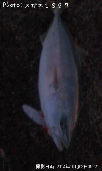 ʥ