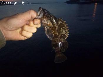 タケノコメバル