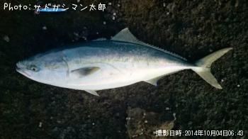 ワラサ