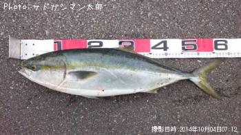 ワラサ