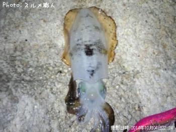 アオリイカ