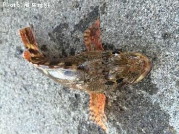 カサゴ