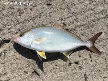 ショゴ