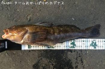 アイナメ