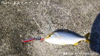 カンパチ（幼魚）