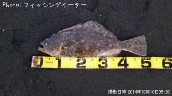 ヒラメ