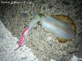 屨±