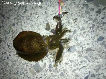 屨±