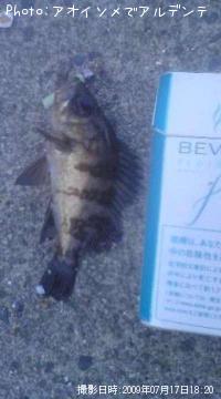 メバル