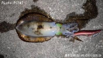 アオリイカ