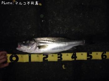 シーバス