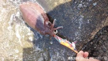 コウイカ