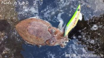 コウイカ