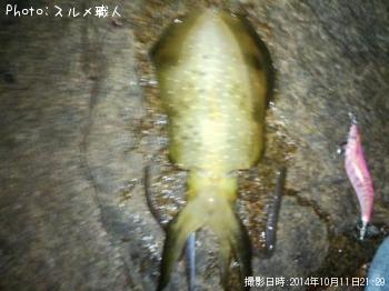 アオリイカ