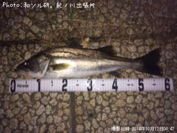 シーバス