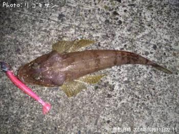 ワニゴチ