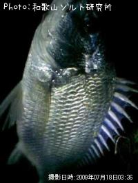 ӥ