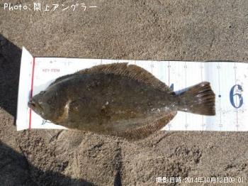 ヒラメ