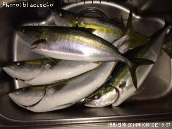 ワラサ