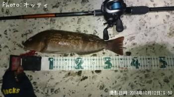 アイナメ