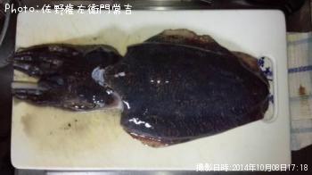 コウイカ