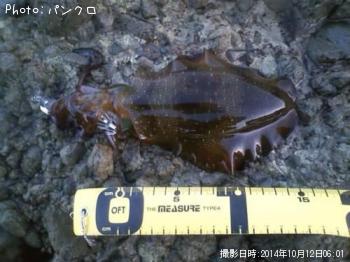 アオリイカ