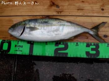 イナダ