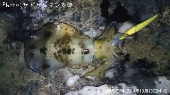アオリイカ