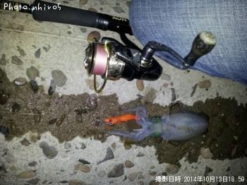 アオリイカ