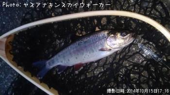 レインボートラウト