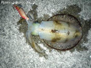 水烏賊