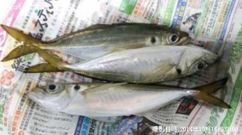 アジ