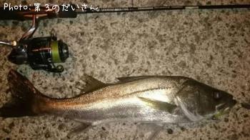シーバス